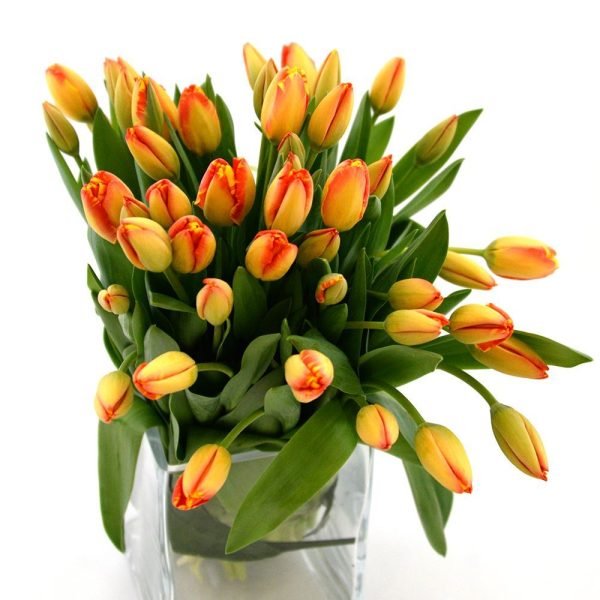 Loveheart Tulips