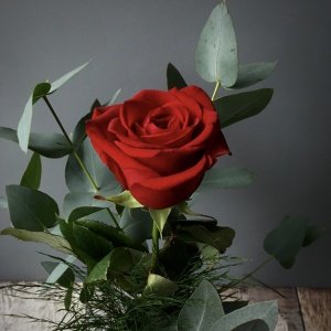 SINGLE RED ROSE
